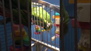 Kiwi Our Double Yellow Headed Amazon eating a Pellet Hanging from 1 Foot upside down