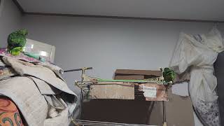 귀농귀촌 앵무새 놀아주기 Playing parrots …