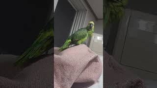 귀농귀촌 앵무새 놀아주기 Playing parrots in returning to farming and rural areas.