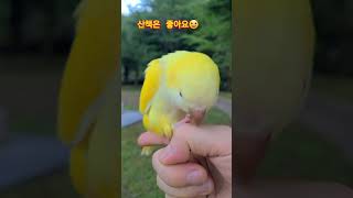 [하늘이]앵이가 옆으로 이동 슬로우비젼  @# 말하는 앵무새 #구독 