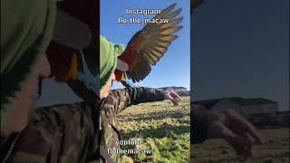 harlequin macaw flo 할리퀸마카우