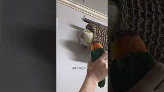 카이큐의 위력!