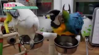 그레이트 코카투 l 동물농장 개새냥   (Great cockatoo parrot o-song-e)