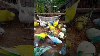 This Amazon bird toy is SO COOL#birds#parrot #birdslover #budgis #lovebirds #budgiegar #cute #health