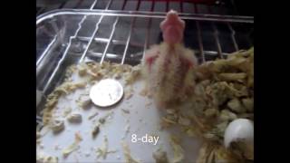 Videoclip About The Development Of Cockatiel For 36 days (왕관앵무새) Parrot