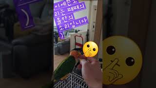 카이큐 상남자 꼬꼬가 원주인에게로 떠나야만 했어요. 잘살아 꼬꼬야!!! 머리가 좋은 꼬꼬가 이겼어요.