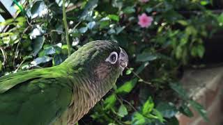 해바라기 씨앗 까 먹는 그린칙 코뉴어 앵무새