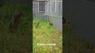 Camelot Macaw 카멜롯마카우