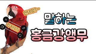 말하는 홍금강 앵무