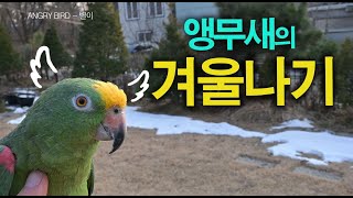 앵무새의 겨울나기 / 기나긴 겨울 아빠와 별이의 막말 …