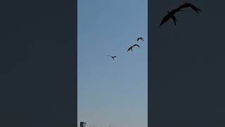 오랜만에 비행~  #자워비행  #앵무새 #말하는앵무새 …