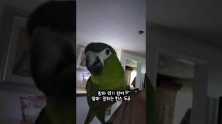 맘마 먹기 전레 맘마! 말하는 한스마카우 #앵무새 #반…