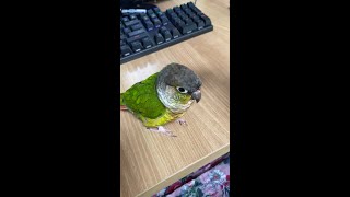 예쁜말 하는 옐로사이드 코뉴어 문이씨❤️