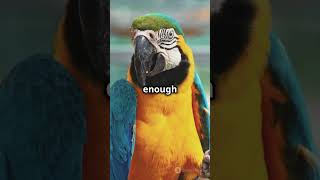 Meet the Majestic Hyacinth Macaw!  #facts #wildlifeentertainment #wildlifeinfo
