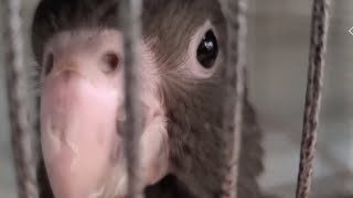 새롭게 단장한 버드플라잉 방문기(feat.바사앵무,검은…