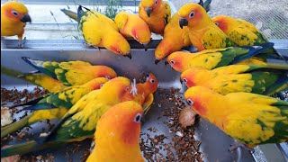sunconure funny playing (썬코뉴어앵무새의 장난)