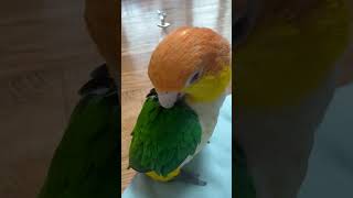 #퐁이 #카이큐앵무새 #귀여운앵무새 #깃털 #집사의하루