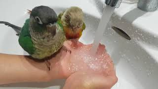 깔끔이 코뉴어 알콩이의 목욕