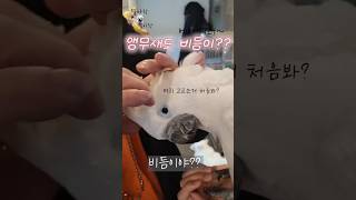 앵무새도 비듬이???? 시원한 델타~ #델타 #카페마카…