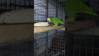 아마존C가 좋아 하는 찰 옥수수