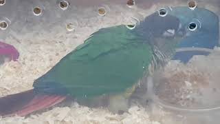 [앵무파파] 펠렛을 먹으며 꾸벅꾸벅 졸고 있는 2개월된 아기 코뉴어 앵무새 초롱이 순간포착 [2020.01.23]