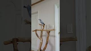 앵무새ㅡ순돌이 거짓말 많이 늘었어