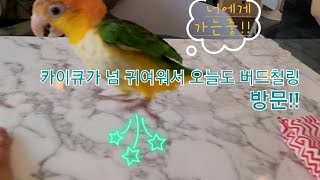 카이큐앵무새가 너무 귀여워서 또 옴