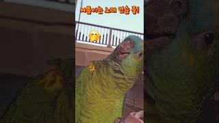 여름이가 쌩목으로 처음 부른 노래, 밤의 여왕 아리아 …