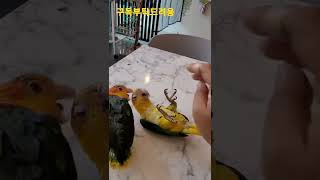 장난치는 카이큐앵무새 #shorts