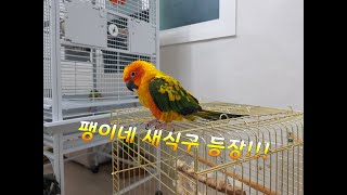 새식구 송이가 왔어요~!  (팽이네 새식구)