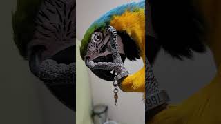 머리 안긁어주냐고 쳐다보는 루카 눈빛 살벌하네ㅋㅋㅋ #…