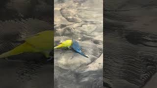 포기하지 않는 여자 #birds #parrot #퀘이커