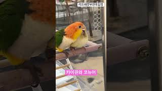 털 골라주는 카이큐 #parrot #birds #앵무새 #카이큐 #코뉴어