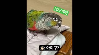 탈출 고수 앵무새#parrot #birds #cute#…