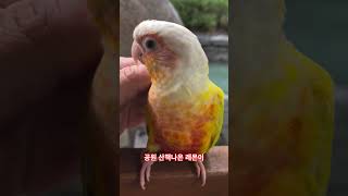 공원에 산책나온 썬칙 코뉴어  레몬#parrot #bi…