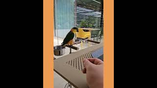 캐슈넛은 못참지 ..!!! #caique #parrot #앵무새 #카이큐