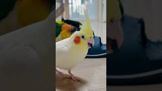 #카이큐 #앵무새#whitebelliedcaique #parrot #birds #cute