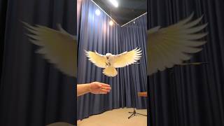 부르면 날아오는 앵무새(엄브렐라 코카투 슬로우 모션) …