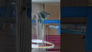 아리한테  말배운  퀘이커 로카 말가르친적도  없는데 #parrot #앵무새 #birds #아리 #말하는 #아마존  #cute