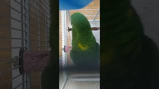 앵무새도 아파트를 