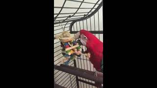 홍금강 앵무새 새장에서 장난감 갖고놀기