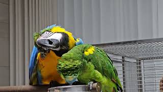 바보가된 앵무새