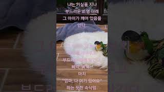 엄마! 저 깨어있어요. 무슨고민?☺️#카이큐째째 #반려…