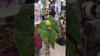 니케 미용원내 사장님과 앵무새 음악소리에 고개 돌리는 …