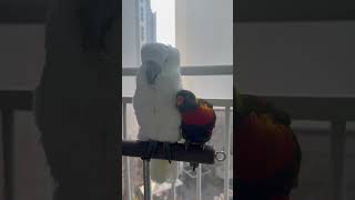 앵무새 하나는 치대고. 다른 앵무새 하나는 무덤덤 ㅋㅋㅋㅋ 성격 극과극 ㅋㅋㅋㅋ