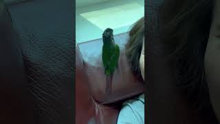 앵무새가 집사를 못 알아볼 때