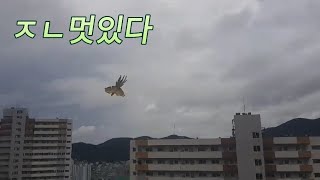 [자유비행] 청금강앵무새 수직하강