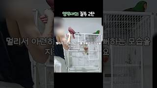 앵무새의 질투 2탄          #뉴기니아#앵무새#…