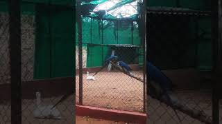 # video# birds#parrot#Green winged macaw (Ara chloropterus )