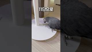생각보다 여러가지 할 수 있는 앵무새  회색앵무 잠바  #반려동물 #parrot